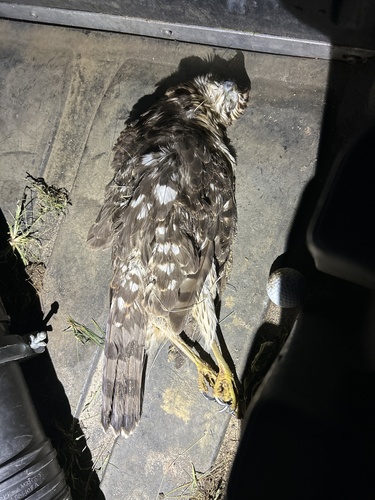 Cooper's Hawk