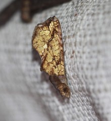 Plusiodonta arctipennis