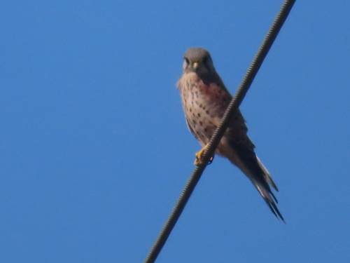 Eurasian Kestrel