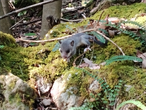 European Fat Dormouse
