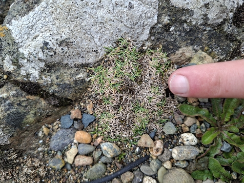 Agrostis muscosa observed 2026-09-24