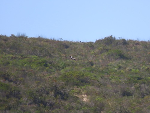 iNaturalist image