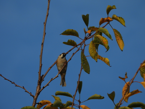 Eurasian Tree Sparrow
