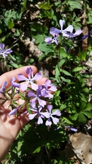 Phlox divaricata divaricata