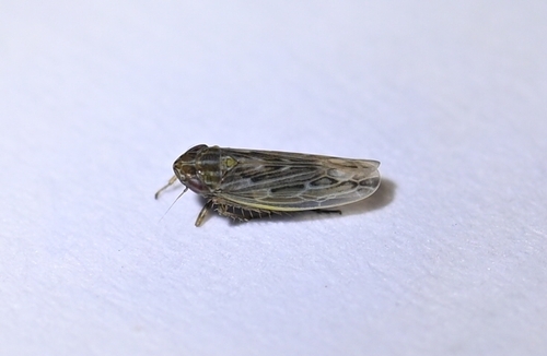 Psammotettix alienus