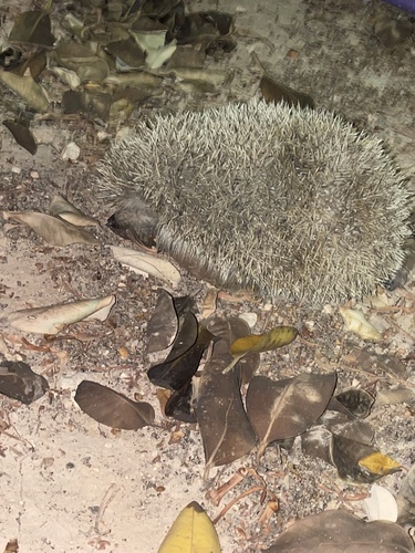 Common Hedgehog
