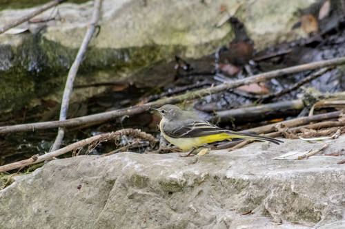 Grey Wagtail