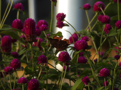 Asian Comma