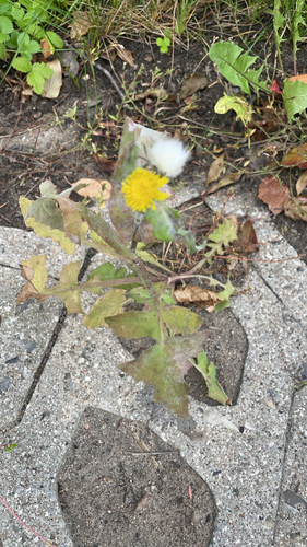 Common Sow-thistle