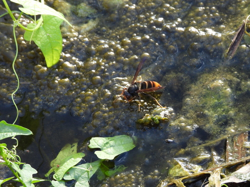 Yellow-legged Hornet