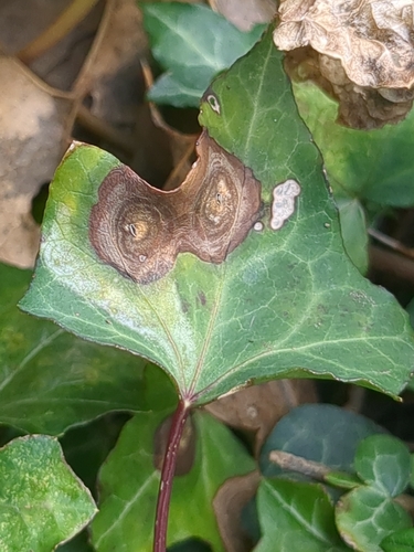 Boeremia hedericola, 2026-09-24