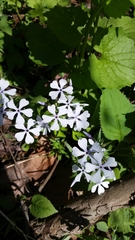 Phlox divaricata divaricata