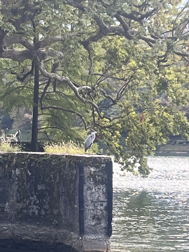 Grey Heron