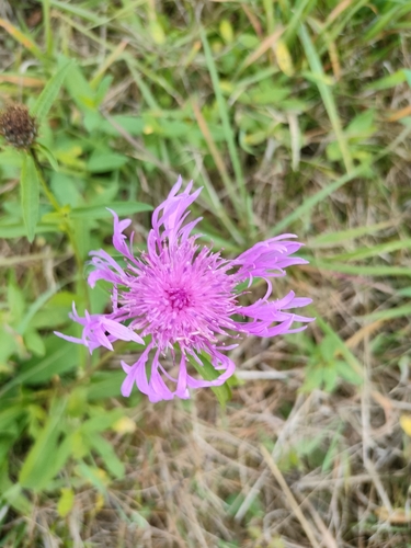 Brown Knapweed