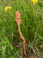 Orobanche teucrii
