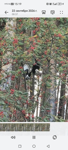 Black Woodpecker