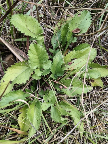 Patrinia scabiosifolia observed 2026-09-24