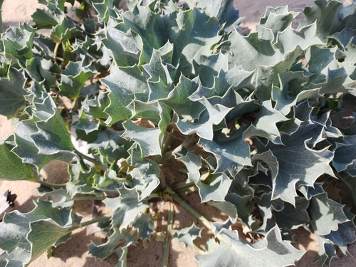 Sea Holly