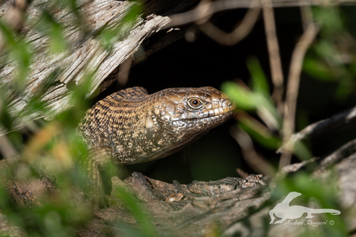 King's Skink