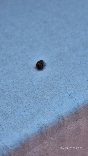 Variegated Lady Beetle