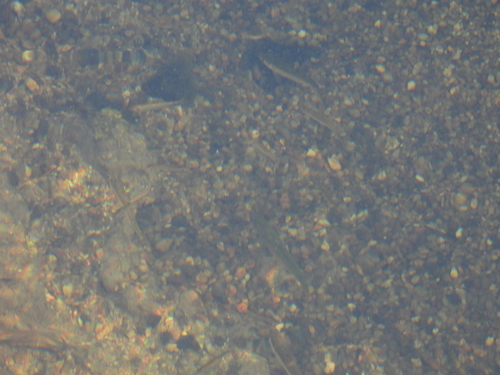 Pale Chub