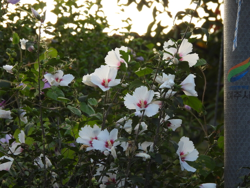 common hibiscus