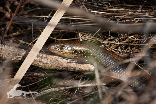 Western Mourning Skink