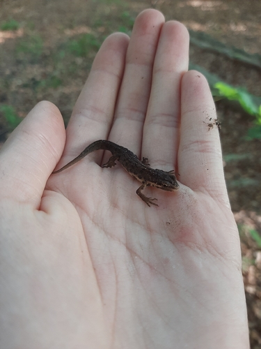 Smooth Newt