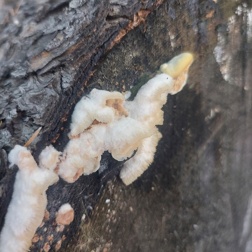 Trembling Crust