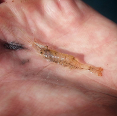 Palaemon kadiakensis