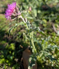 Carduus nutans