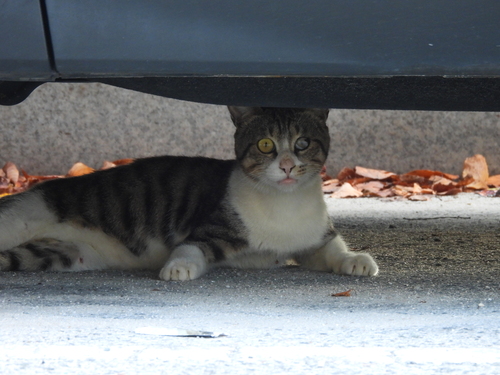 Domestic Cat