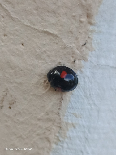 Kidney-spot Ladybird