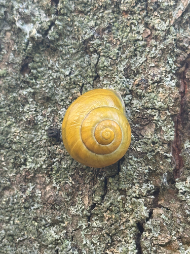 Cepaea