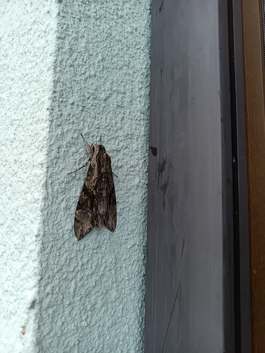 Convolvulus Hawkmoth