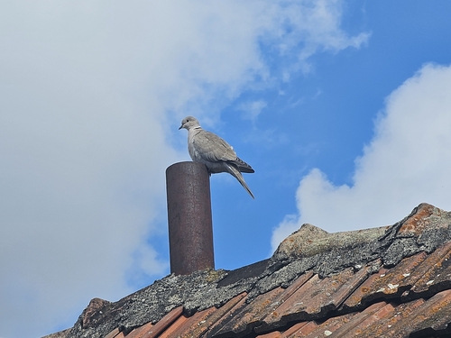 Eurasian Collared-Dove