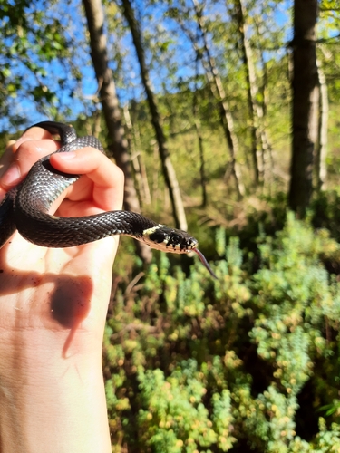 grass snake