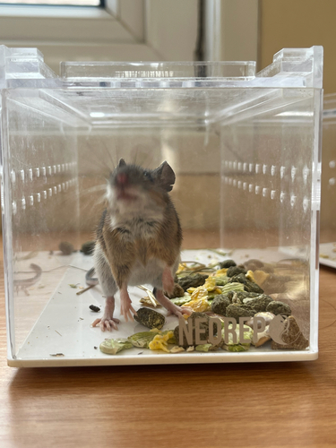 Yellow-necked Field Mouse