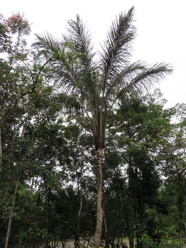 Astrocaryum chambira, photograph 4
