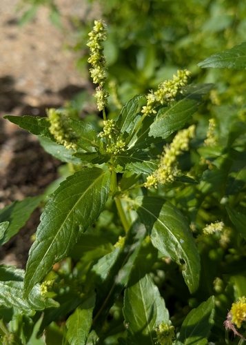 Mercurialis annua, photograph 3