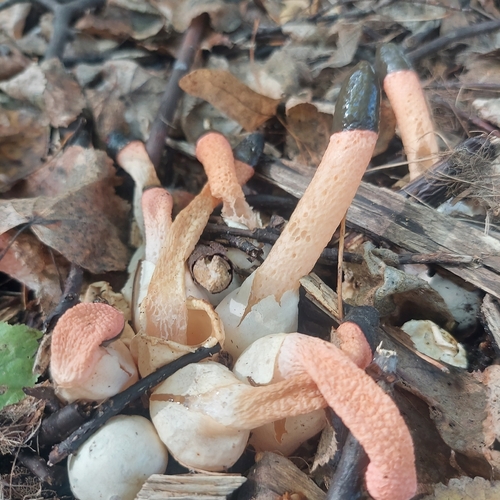 dog stinkhorn