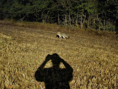 Gray Fox