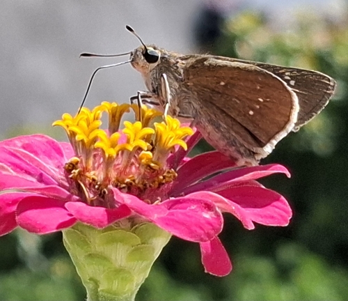 Pale Small-branded Swift