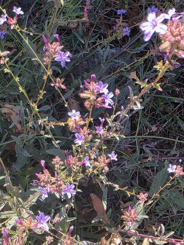 common leadwort