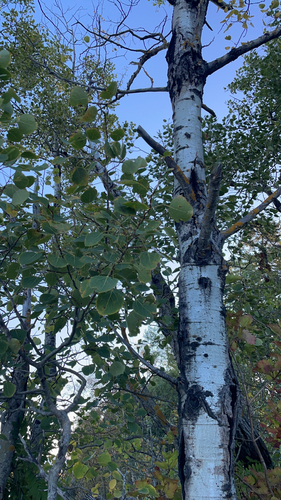 quaking aspen