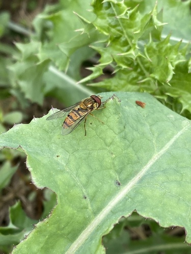 Marmalade Hover Fly