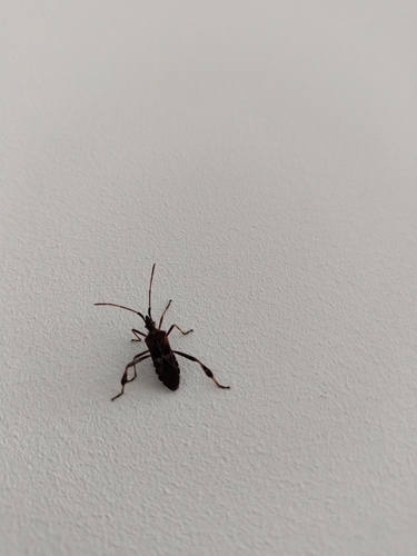 Western Conifer Seed Bug