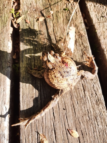 European Toad