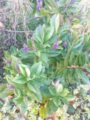 Veronica speciosa