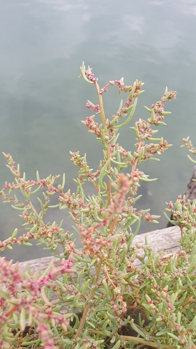 Herbaceous Seepweed